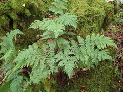 Dryopteris aemula