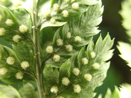 hay-scented buckler-fern