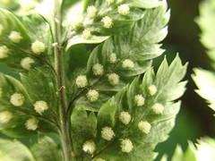 Dryopteris aemula