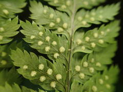 Dryopteris aemula