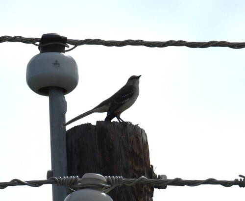 Mimus polyglottos observed 2026-10-28