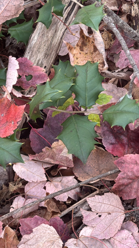 Ilex observed 2026-10-28