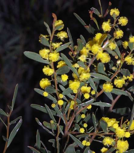 Image of Acacia microcarpa by (c) Russell Best, some rights reserved (CC BY)