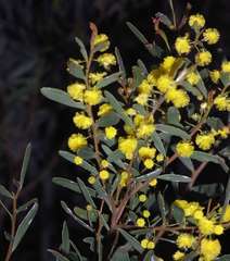 Acacia microcarpa