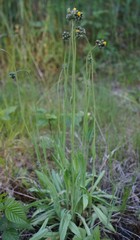 Pilosella polymastix