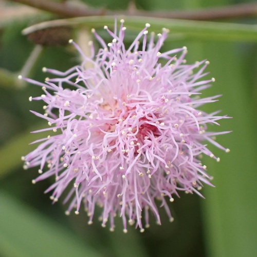 Mimosa pudica, 2026-10-21