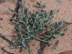 Chenopodium desertorum