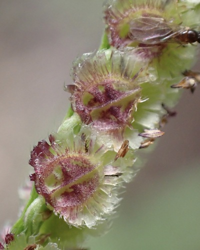 Paspalum fimbriatum observed 2026-10-21