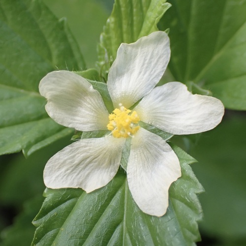 Malvastrum coromandelianum observed 2026-10-21