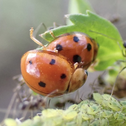 Coelophora inaequalis observed 2026-10-21