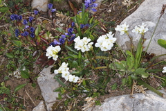 Arabis soyeri