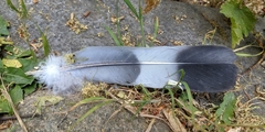 Columba palumbus