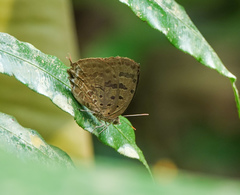 Arhopala silhetensis