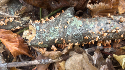 Stereum hirsutum observed 2026-10-28