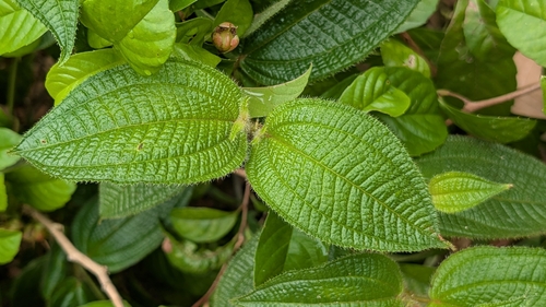 Miconia crenata observed 2026-10-28