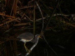 Egretta tricolor