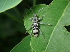 Chlorophorus macaumensis