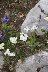 Arabis soyeri