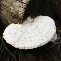Trametes flavida