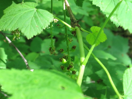 Image of Ribes mandshuricum by (c) Repina Tatyana, some rights reserved (CC BY)
