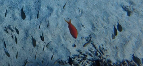 Anthias anthias observed 2026-10-28