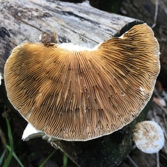 Trametes flavida