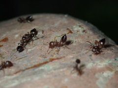 Crematogaster ebenina