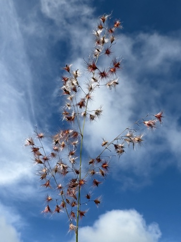 Melinis repens observed 2026-10-23