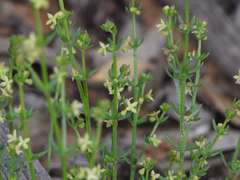 Galium gaudichaudii