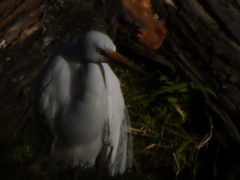Ardea alba