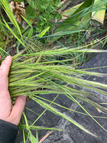 Festuca myuros observed 2026-10-29