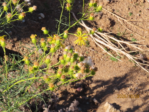 Senecio flaccidus observed 2026-10-28