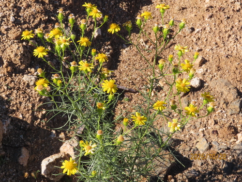 Senecio flaccidus observed 2026-10-28