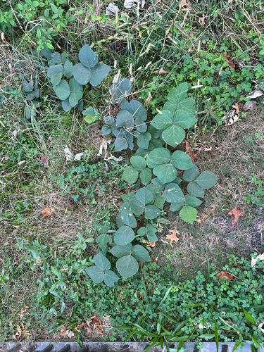 Pueraria montana observed 2026-10-28
