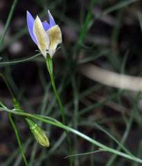 Wahlenbergia luteola
