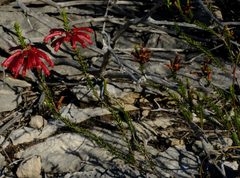 Erica regia