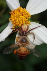 Ebrechtella pseudovatia