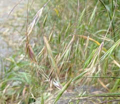 Bromus sterilis