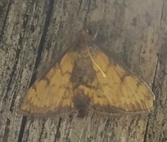 Ecpyrrhorrhoe rubiginalis