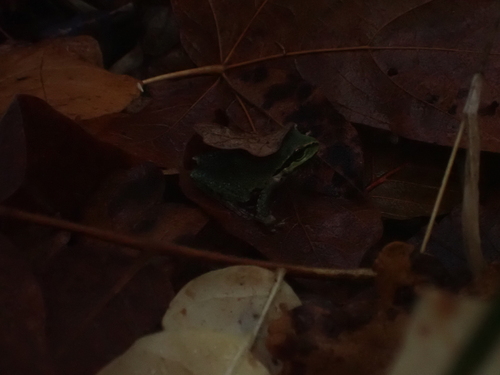 Pseudacris regilla observed 2026-10-28