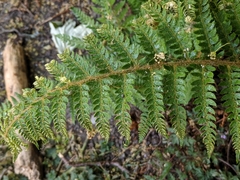 Polystichum setiferum