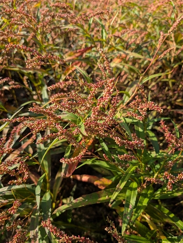 Persicaria glabra observed 2026-10-28