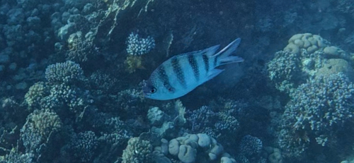 Abudefduf sexfasciatus observed 2026-10-28