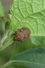 Hotea curculionoides