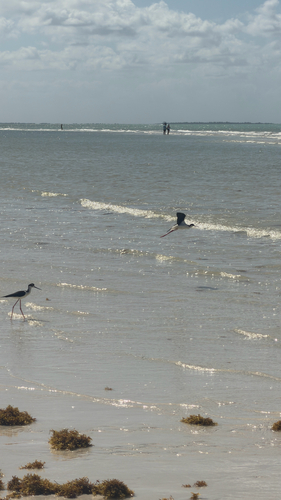 Himantopus mexicanus observed 2026-10-28
