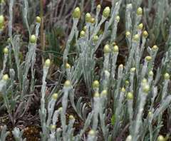 Angianthus tomentosus