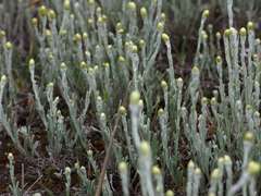 Angianthus tomentosus