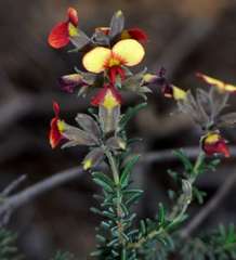 Dillwynia hispida