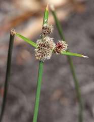 Cyperus gymnocaulos