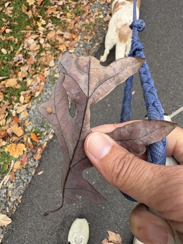 Quercus alba observed 2026-10-28